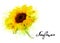 Nature background with yellow sunflower.