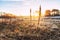 Nature Backgrounds, Winterlandscape with evening primrose seedpods and sunrise