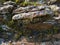 The Nature Of Baikal. Slates, overgrown with vegetation