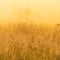 Nature beautiful background with bird on field grass and yellow