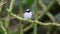 Nature Beautiful bird standing on tree brunches