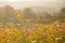 Nature Beautiful Cosmos flowers meadows for background