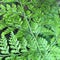 Nature beautiful pattern on fern leaves