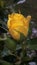 Nature. Beautiful yellow rose in my mysterious garden
