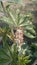 Nature beauty castor oil plant red flower Jhelum