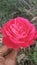 Nature beauty garden roses flower Jhelum