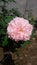 Nature beauty Rosa(Mary Rose flower Jhelum