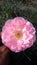 Nature beauty Rosa,rose de Deaune Jhelum