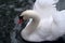 Nature beauty swan