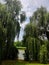 nature beauty trees forest river high willow