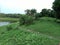 Nature beauty. Trees with a pond and white and blue sky . mango trees