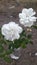 Nature beauty white Rose flowers Jhelum