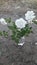 Nature beauty white rose flowers Jhelum