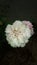 Nature beauty white rose and pink flowers Jhelum