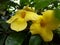 Nature beauty yellow flower plants tree after rain with leaps