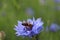 Nature bee wasp sits collects nectar honey on a blue cornflower flower. summer. Collecting honey. ecology. Natural chains