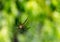 nature big spider,wild spider with blurry background,web.