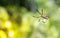 nature big spider,wild spider with blurry background,web.