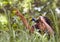 Nature, binoculars and girl in grass for exploring in park on vacation, adventure or holiday. Travel, forest and young