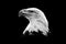 Nature black and white art. Portrait of brown bird of prey with white head and yellow bill, symbol of freedom of the United States