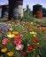 Nature in bloom with vibrant and colorful petals growing a the broken and rusting tanks in the background. Abandoned