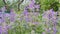 Nature blooming background. Catmint flower in field. Close-up Catmint flowers on meadow slow motion close-up