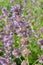 In nature, the blooms Salvia verticillata