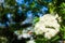 Nature. Bloosoming white flowers of rowan tree