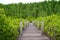 Nature boardwalk through the bright green Spurred Mangrove or Indian Mangrove forest of Rayong province in Thailand