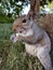 Nature bonding squirrel feeding peanuts eating cute fuzzy