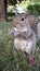 Nature bonding squirrel feeding peanuts eating cute fuzzy