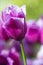 Nature and Botanical Concepts. Macro Shot of Classical Rose Tulips