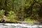 Nature Bridge near Marymere Falls, Olympic National Park