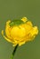 Nature in Bulgaria - Gryllidae of the blooming globeflower Trollius europaeus, close up