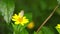 Nature butterfly and fly stand on a yellow daisy flower and fly away in Taiwan Taipei botanic garden