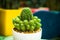 the Nature is cactus green background,