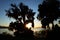 Nature of Chile. Evening light, Opposite sun shines through tree covered with Spanish moss on coast of lake Villarrica, Pucon