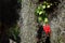 Nature of Chile, Small rare red flowers Chilean mitre flower and hanging curly Spanish moss