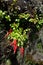 Nature of Chile, Small rare red flowers Chilean mitre flower or Mitraria growing on tree trunk close up photo
