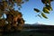 Nature of Chile. Snowy cone of Villarrica volcano, Spanish moss hanging from tree, lake Villarrica in evening light, Pucon