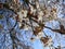 Nature in the City: Nice cherry blossom flowers an early spring afternoon, Vancouver, 2018