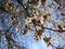 Nature in the City: Nice cherry blossom flowers an early spring afternoon, Vancouver, 2018