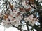 Nature in the City: Nice cherry blossom flowers an early spring afternoon, Vancouver, 2018