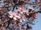 Nature in the City: Nice cherry blossom flowers an early spring afternoon, Vancouver, 2018