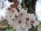 Nature in the City: Nice cherry blossom flowers an early spring afternoon, Vancouver, 2018