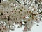 Nature in the City: Nice cherry blossom flowers an early spring afternoon, Vancouver, 2018