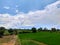 Nature click paddy plant sky tree cloud