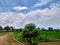 Nature click paddy plant tree sky green grass