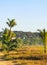 Nature cliffs rocks meadow beach waves palm in Zicatela Mexico