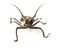 Nature, closeup and insect of longhorn beetle in studio for ecosystem, biology and wildlife. Biodiversity, creature and